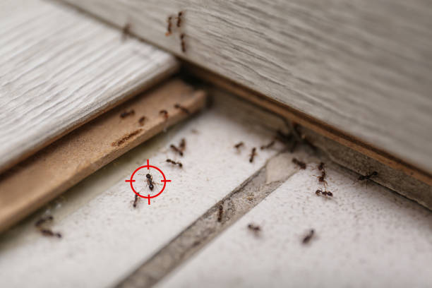 Trusted Rice, MN Pest Control Experts