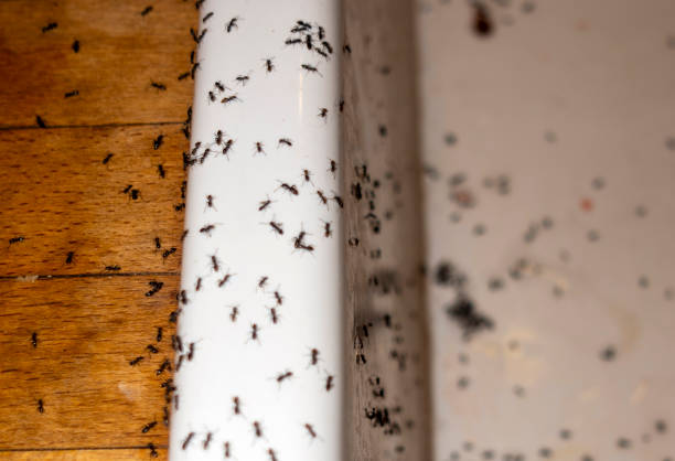 Professional Pest Control in Rice, MN