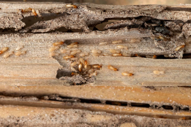 Best Mosquito Control Services  in Rice, MN